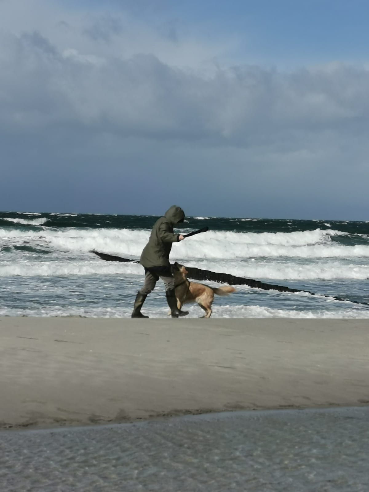 Hundespaziergang am Strand